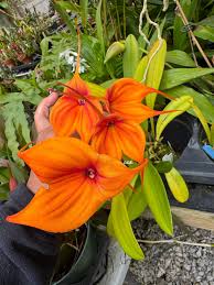 Image result for Habenaria livingstoniana