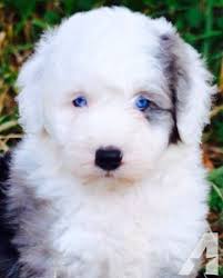 Find puppies near you by searching reputable sheepadoodle breeders. This Is A Sheepadoodle With Blue Eyes Soo Pretty Sheepadoodle Puppy Cute Animals Cute Cartoon Animals