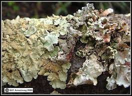 Maybe you would like to learn more about one of these? Foliose Lichen Photos