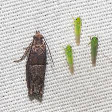 Image result for Empogona sp. A