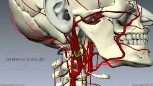 There are two carotid arteries: External Carotid Artery Physiopedia