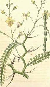 Image result for Parkinsonia aculeata