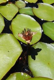 Image result for Cabombaceae