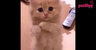 1 mart dunya kedi gunu ne ozel patiler patiliyo com sevimli kediler hayvanlar kedi