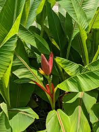 Image result for Musa ornata