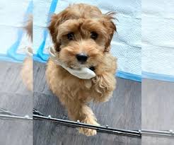 Check spelling or type a new query. Puppies For Sale Near 78734 Usa Page 1 10 Per Page Puppyfinder Com