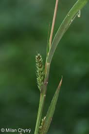 Image result for Setaria viridis