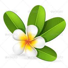 Frangipani Flower Frangipani Tropical Flowers Beautiful Flowers Photography