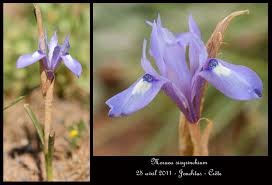 Image result for Moraea schimperi