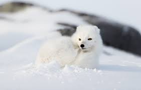 Wallpaper Winter White Look Face Snow Nature Background The Snow Lies Handsome Fox Arctic Fox Images For Desktop Section Zhivotnye Download