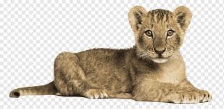 Lion Dog Tiger Graphy Roar Little Lion Lion Dog Tiger Stock Photography Png Pngwing 600+ vectors, stock photos & psd files. lion dog tiger graphy roar little lion