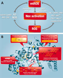 European Contribution To The Study Of Ros A Summary Of The Findings And Prospects For The Future From The Cost Action Bm1203 Eu Ros Abstract Europe Pmc