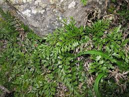 Image result for Asplenium aethiopicum