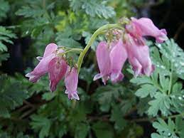 Northwest Bleeding Heart Just Looking At This Flower Makes Me Think Of My Grandma Bleeding Heart Shade Garden Flower Garden
