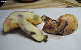 Image result for Suillus wasatchicus