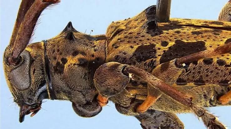 Descubren nueva especie de escarabajo en Panamá