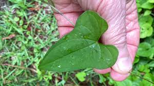 Image result for Polystachya villosa