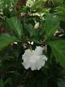 Bertha - Vivero Flor de Magnolia | Facebook