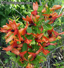 Image result for Ruttya fruticosa