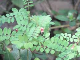 Image result for Indigofera colutea