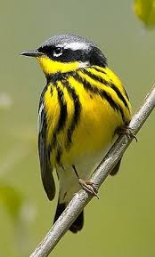 Magnolia Warbler Is Found In The Northern Parts Of Some Midwestern States And The Very Northeastern Parts Of T Hubsche Vogel Acrylmalerei Tiere Exotische Vogel