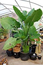 Amazon Com Alocasia Calidora Persian Palm Elephant Ear Live Plant Garden Outdoor Plants Big Indoor Plants Live Plants