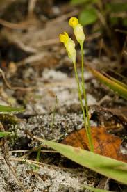 Image result for Burmannia