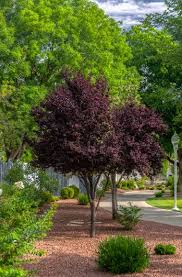We did not find results for: Purple Leaf Plum Trees Growing Care 6 Common Varieties Garden Design