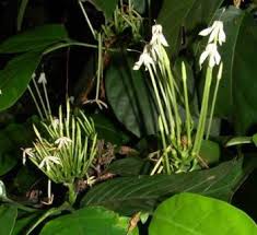 Image result for Oxyanthus pyriformis