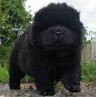 Chow Chow - Wikipedia