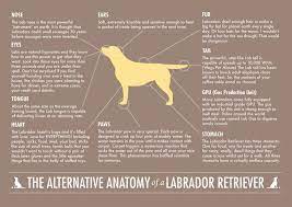 The True Anatomy Of A Labrador Retriever Labrador Retriever Dog Dog Milk Labrador Retriever