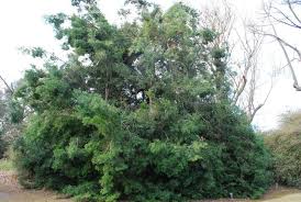 Image result for Afrocarpus usambarensis