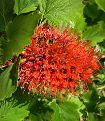 Image result for Greyia