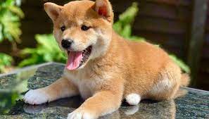 Txt only via ( x x x photos and contact info on advertigo website. Cute Shiba Inu Puppy Store Photos Facebook