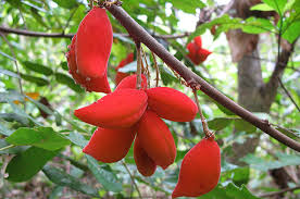 Image result for Cnestis