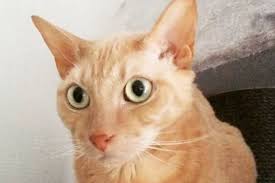 Others argue that the name is of germanic origin and comes from alfahir, an old high german. 50 German Cat Names The Paws