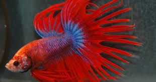 Tevhitek A Sziami Harcoshalrol Betta Splendens Edesvizi Fajok Betta Fish Pet Animals