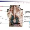 Using quizlet to aid in memorization of the different muscles, organs, structures, arteries, veins, nerves, etc., and writing out all the oip's the cat include. Https Encrypted Tbn0 Gstatic Com Images Q Tbn And9gcrviaotur N8heo1hgl7x58ousd7y1xc5lzsm3neiuek9fb8a0h Usqp Cau