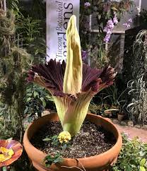 Close Encounters Of Rosie The Corpse Flower