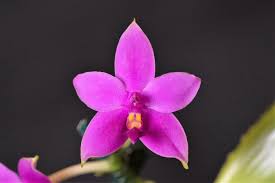 Image result for Indigofera oxalidea