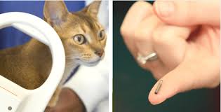 The humane society of southern arizona uses homeagain™ microchips on all its pets. Electronic Microchips For Dogs And Cats What To Know Holidogtimes