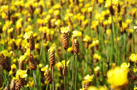 Image result for Xyridaceae