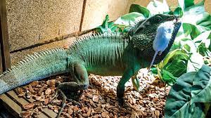 It is caused either by a lack of calcium in the dragons diet or inadequate exposure to uvb light. Chinese Water Dragon Care And Information Reptiles Magazine