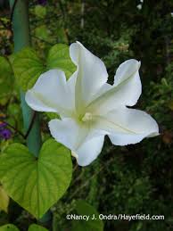 Image result for Ipomoea oenotherae