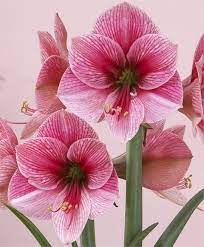 Amaryllis Purple Rain Royal Dutch Single Amaryllis Amaryllis Flower Bulb Index Bulb Flowers Amaryllis Flowers Beautiful Flowers