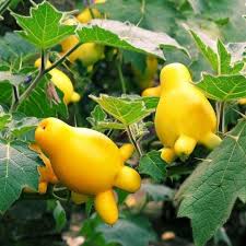 Image result for Solanum mammosum
