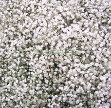 Now baby's breath has been born again as a chic and sophisticated bloom that looks great by itself or mixed with other flowers. White Baby S Breath Babys Breath Wholesale Flowers Flowers Online Wholesale Flowers Babys Breath Babys Breath Flowers