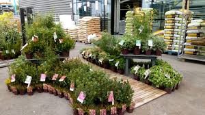 Amis Vert De Montfort Jardinerie Magasin Deco Plante