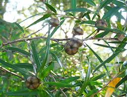 Image result for Leptospermum petersonii