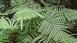 Image result for Amblovenatum